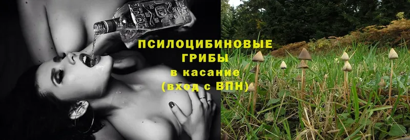 omg ссылки  купить  цена  Курганинск  Псилоцибиновые грибы MAGIC MUSHROOMS 